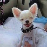 Felipe Paloma & Cooper - @careforanimals928 - Instagram
