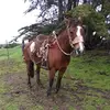 Felipe Cornejo - @felipe.cornejo4 - TikTok