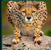 Felipe Dimas - Facebook