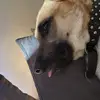 felipemeza4749 - @felipemeza4749 - TikTok