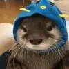 Felipe Pelicer - @felipe.pelicer - TikTok
