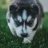 felipeperales59 - @felipeperales59 - TikTok