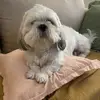 Felipe Peralta - @feliipeperalta - TikTok