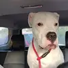 Felipe pinales - @felipe.pinales4 - TikTok
