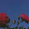 Felipe Quezada798 - @felipequezada15 - TikTok