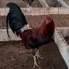 Felipe Quezada - @felipe.quezada40 - TikTok