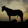 Felipe - @feliperueda_1234 - TikTok