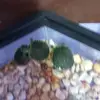 Felipe sinhue Jimenez Rodrigue - @felipe.sinhue.jim - TikTok