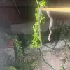 Felipe Tobias - @felipe.tobias40 - TikTok