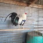 Felipe Uresti - Facebook