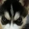 Felipe Vigil - @felipe.vigil - TikTok