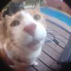 Felipe Vivanco - @felipe.vivanco1 - TikTok