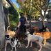 Felipe dog walker - Facebook