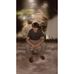 Felipe Yañez - Facebook