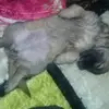 Felisa Acevedo - @felisa.acevedo - TikTok