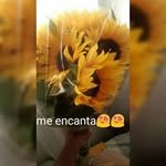 Felisa Chavez Ucelo - @chavezucelo - Instagram