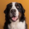 Felix - @felix_the_berner - TikTok