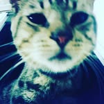 Felix_un_gatico_amable. - @felix_un_gatico_amable - Instagram