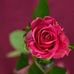 Felix Arnett - Facebook