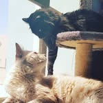 Felix chan and Ash Chan - @felix_ash_chan - Instagram