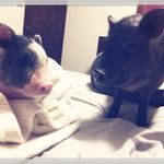 Bacon Y Félix (minipigs) - @baconyfelixpigs - Instagram
