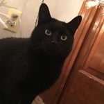 Felix Bacon - @felixthecat10 - Instagram