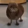 Félix Bacon - @flix.bacon - TikTok