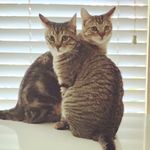 Felix & Bailey - @felixandbaileyfab - Instagram