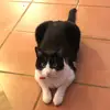 felixbatman - @felixbatman - TikTok