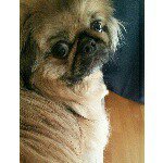 Felix Baumgartner Thomas - @felixthepekingese - Instagram