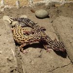Felix Becker - @felix_geckoworld - Instagram
