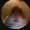 user903195411359 - @felixbuck2020 - TikTok