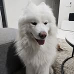 Felix Bùi - Facebook
