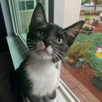 Felix Burns - @felixthewonderfulwonderfulcat - Instagram
