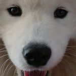 Felix burns - @felixburns.the.dog - Instagram