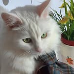 Cat Felix - @felix_cat_official - Instagram
