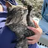 Cat_Felix - @cat_felix03 - TikTok