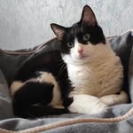 FELIX - @_felix__cat - Instagram