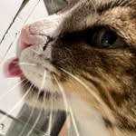 Felix 😼 - @felixc.at - Instagram