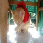 felix castillo - @felix.cat_rey - Instagram