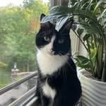 Felix Cat - @felix.h_the_cat - Instagram