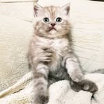Felix cat - @felix_cat_kz - Instagram