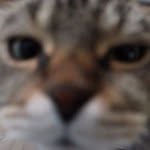 felix_cat - @felix_cat - Instagram