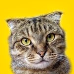 Фелікс - @felix_cat_world - Instagram