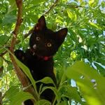 Félix - @felix._the_black_.cat - Instagram
