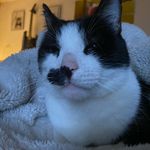 Felix - @felixcat.28 - Instagram