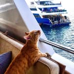 Felix - @felixcategy - Instagram