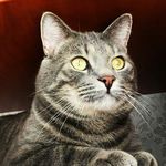 Felix Konstantinovich💗🐈 - @felixcat.and.friends - Instagram