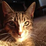 🐱Felix_the_Cat🐱 - @felix_cat_fan_page - Instagram
