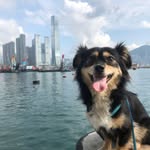 Felix Tsang - @felixcat123 - Instagram